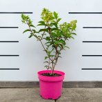 Hortenzia metlinatá (Hydrangea paniculata) ´VANILLE FRAISE´® - výška 20-30 cm, kont. C2L